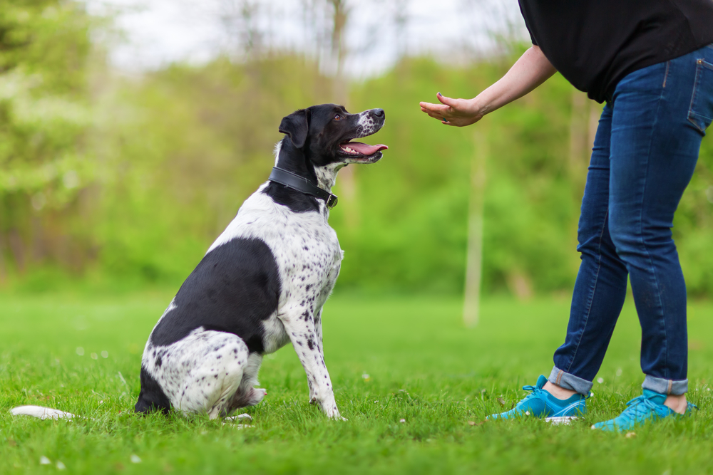 colorado service dog used in psychiatry