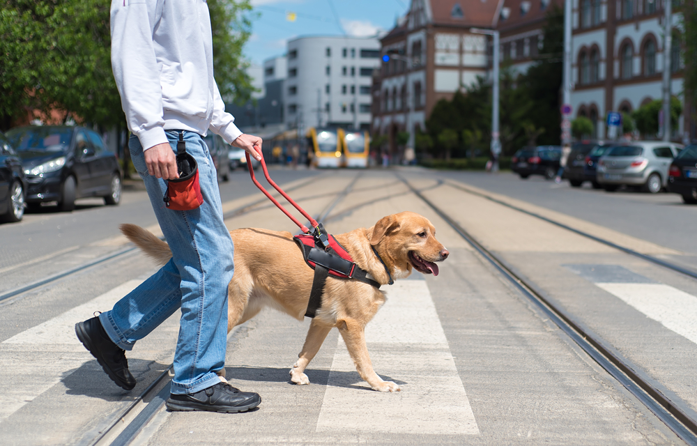 service dog for counterbalance