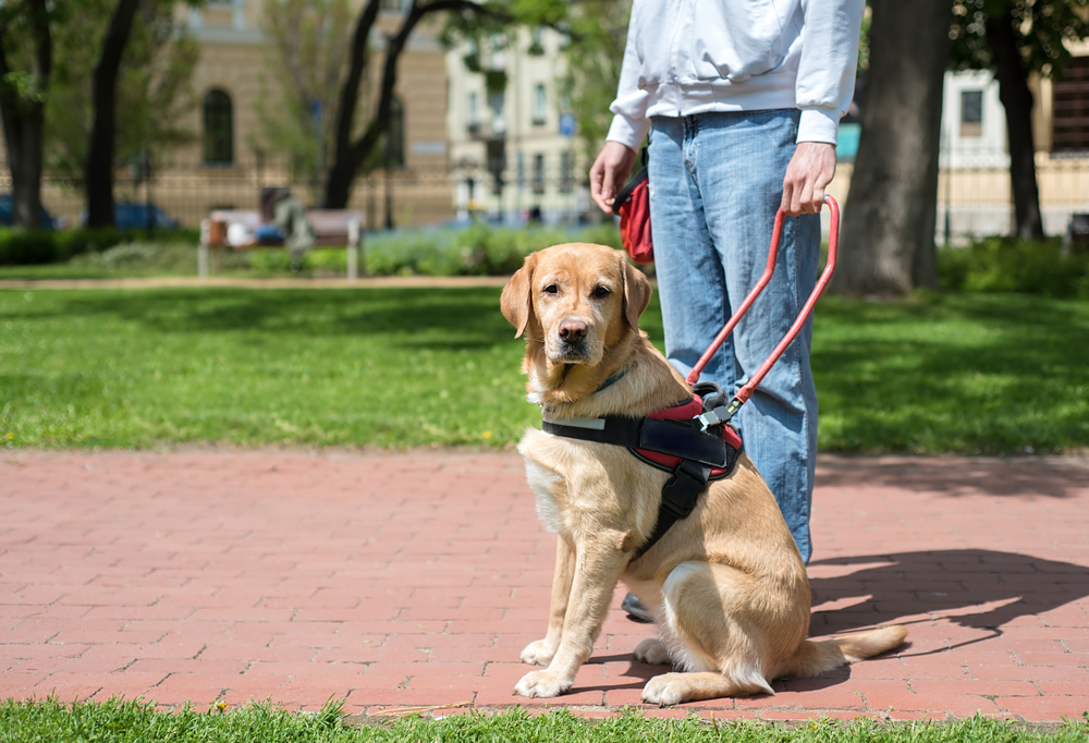 psychiatric service dog in ohio
