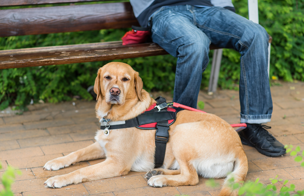 mental illness service dog