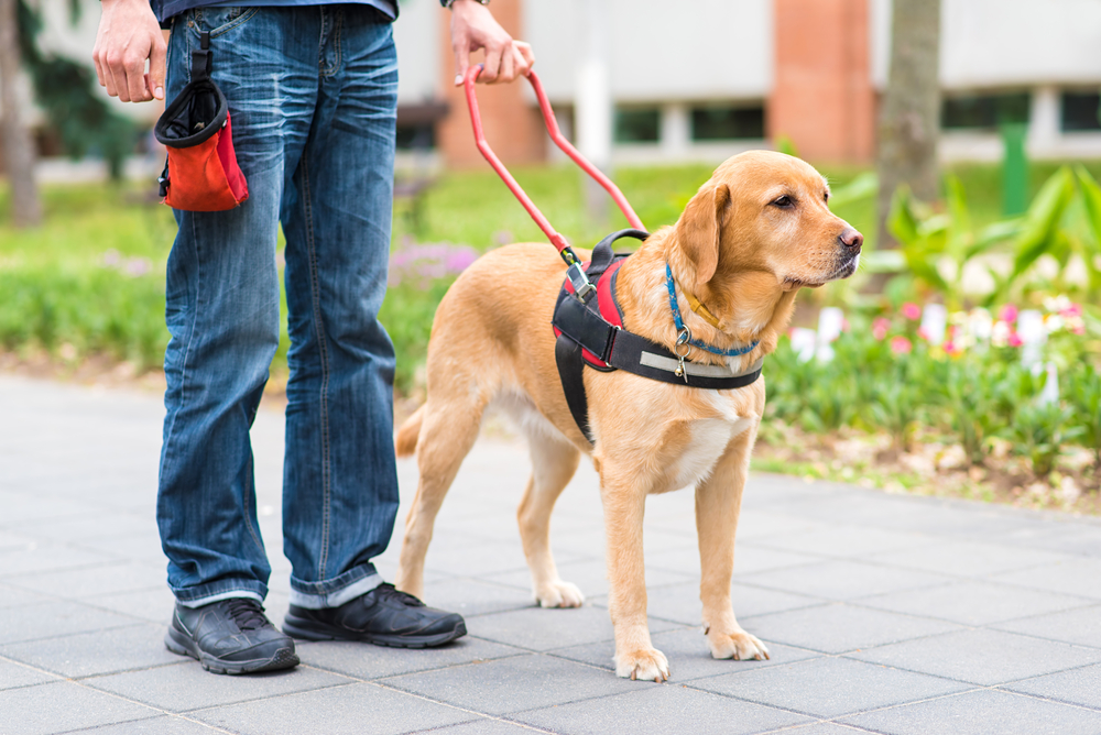 service dog OCD