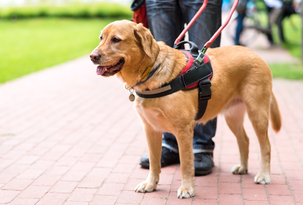 service dog counterbalance