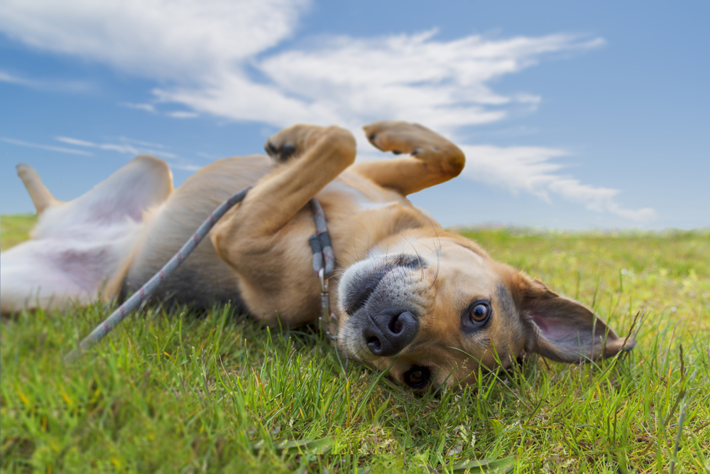 depression service dog