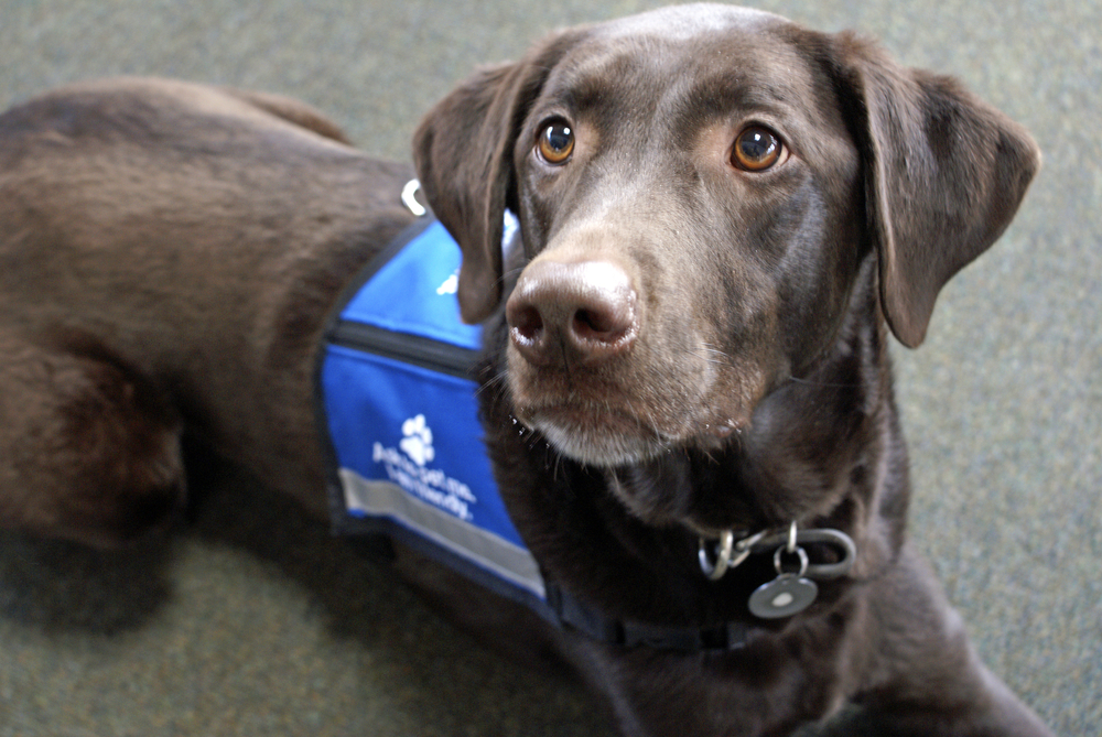 best service dog breeds
