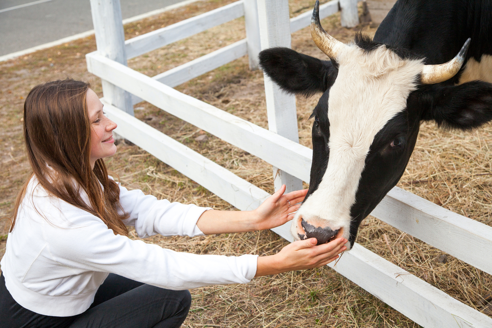 cow hugging benefits