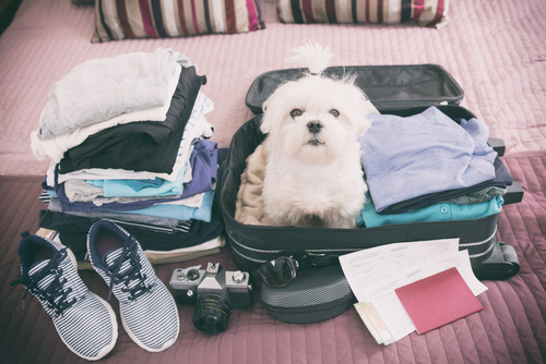 spirit airlines pets policy