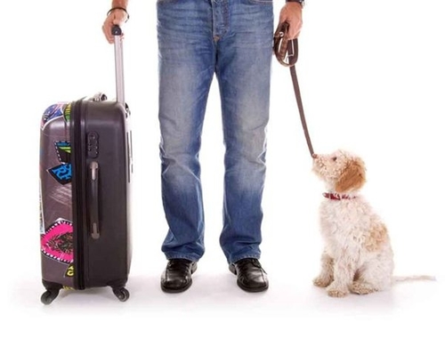 spirit pet policy