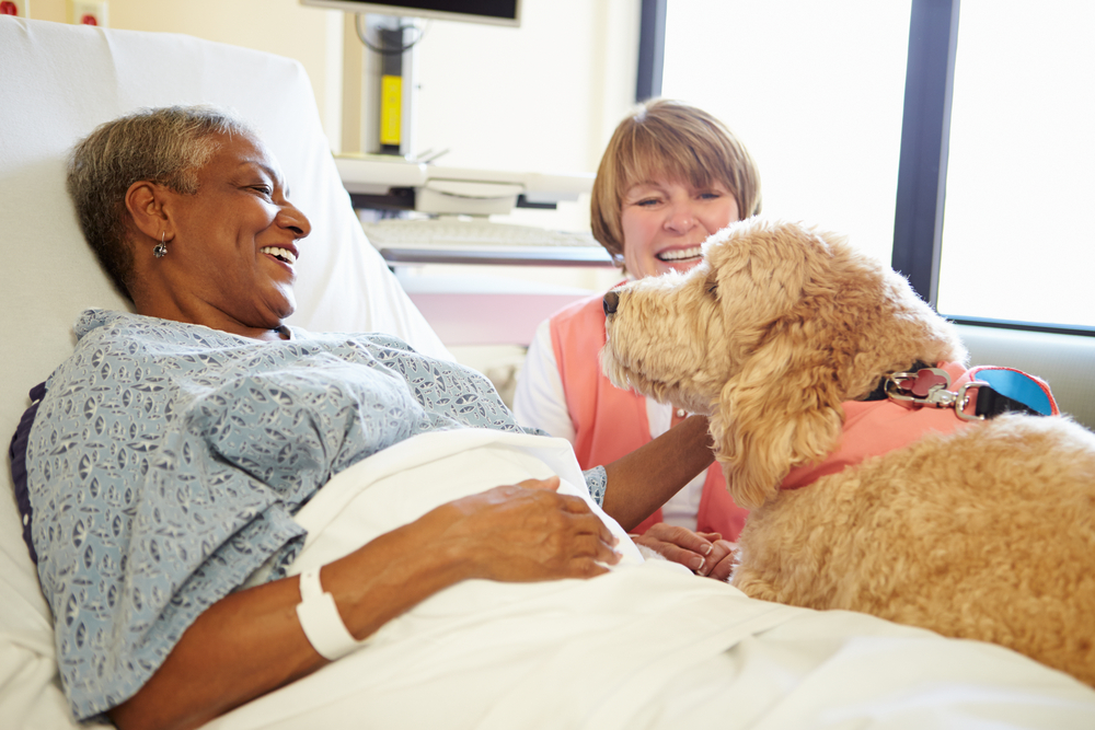 therapy animals comfort those in nursing homes and hospitals therapy animals comfort those in nursing homes and hospitals