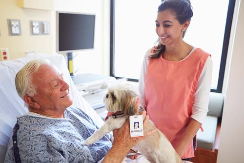 therapy dog vest