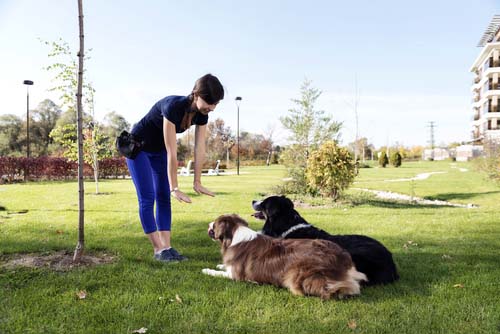 training a therapy dog