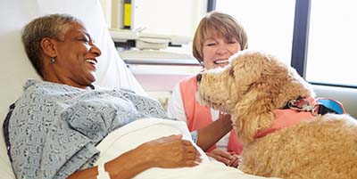 training for therapy dogs