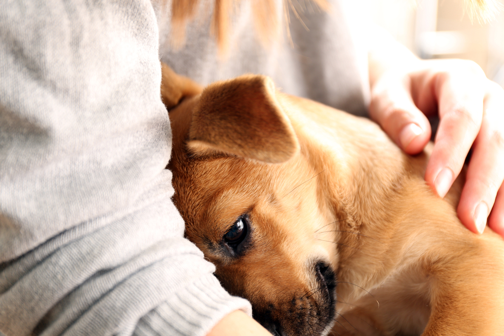 what does a psychiatric service dog do what does a psychiatric service dog do