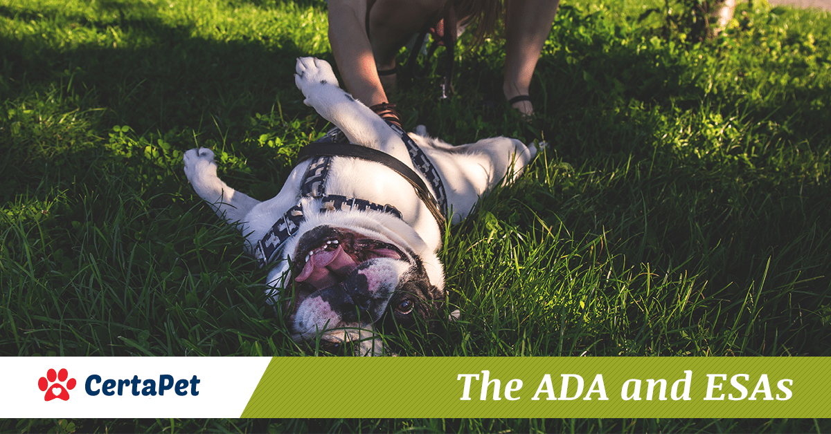 ada-and-esas-3 French bulldog playing on the grass
